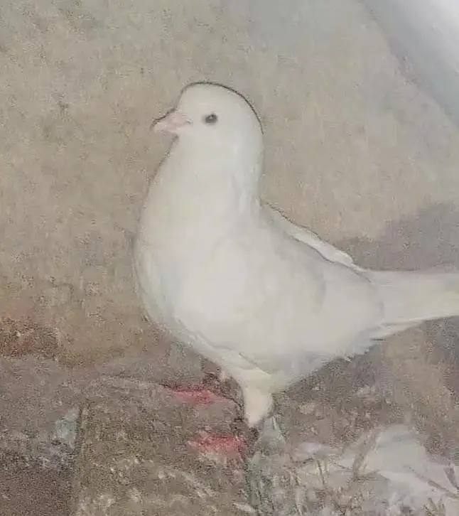 king pigeon 2 breeder pairs for sale — photo 5