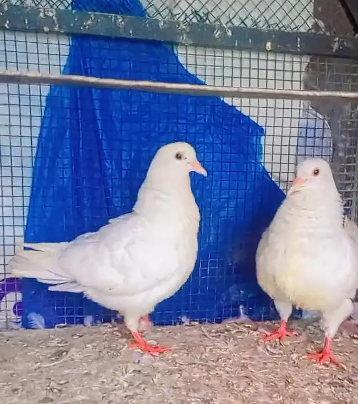 king pigeon 2 breeder pairs for sale — photo 6