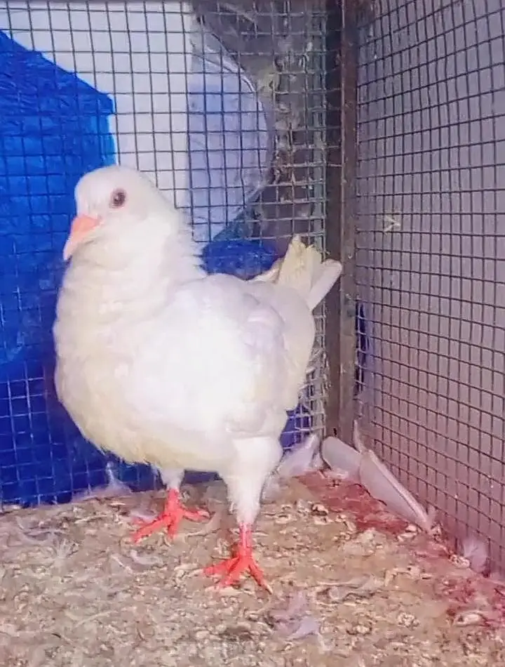 king pigeon 2 breeder pairs for sale — photo 7