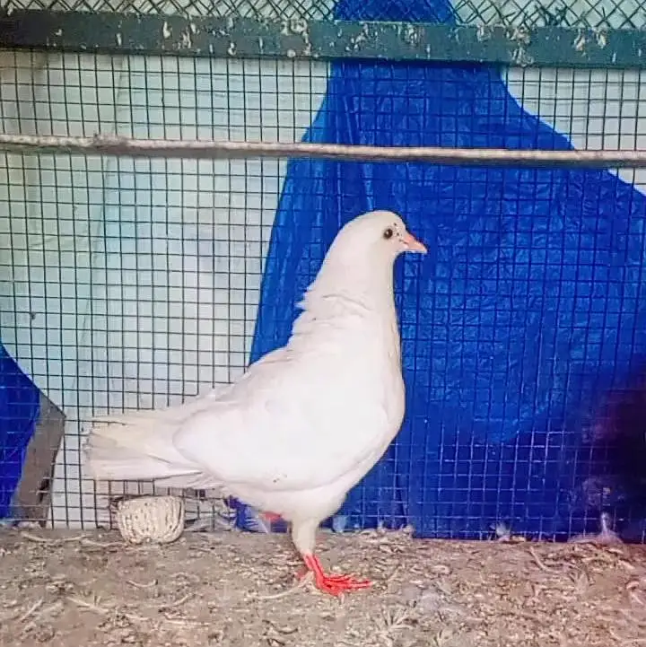 king pigeon 2 breeder pairs for sale — photo 8