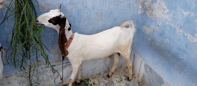 move on 4 teath female goat 2.5 month pragnant