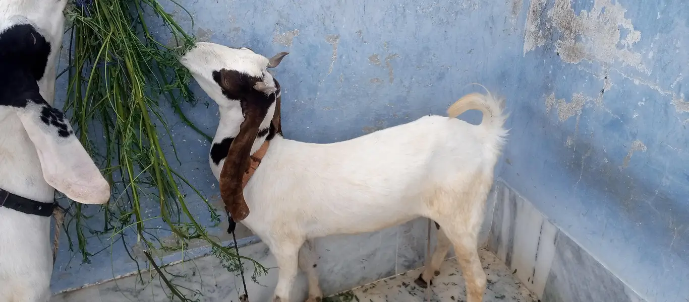 move on 4 teath female goat 2.5 month pragnant — photo 2