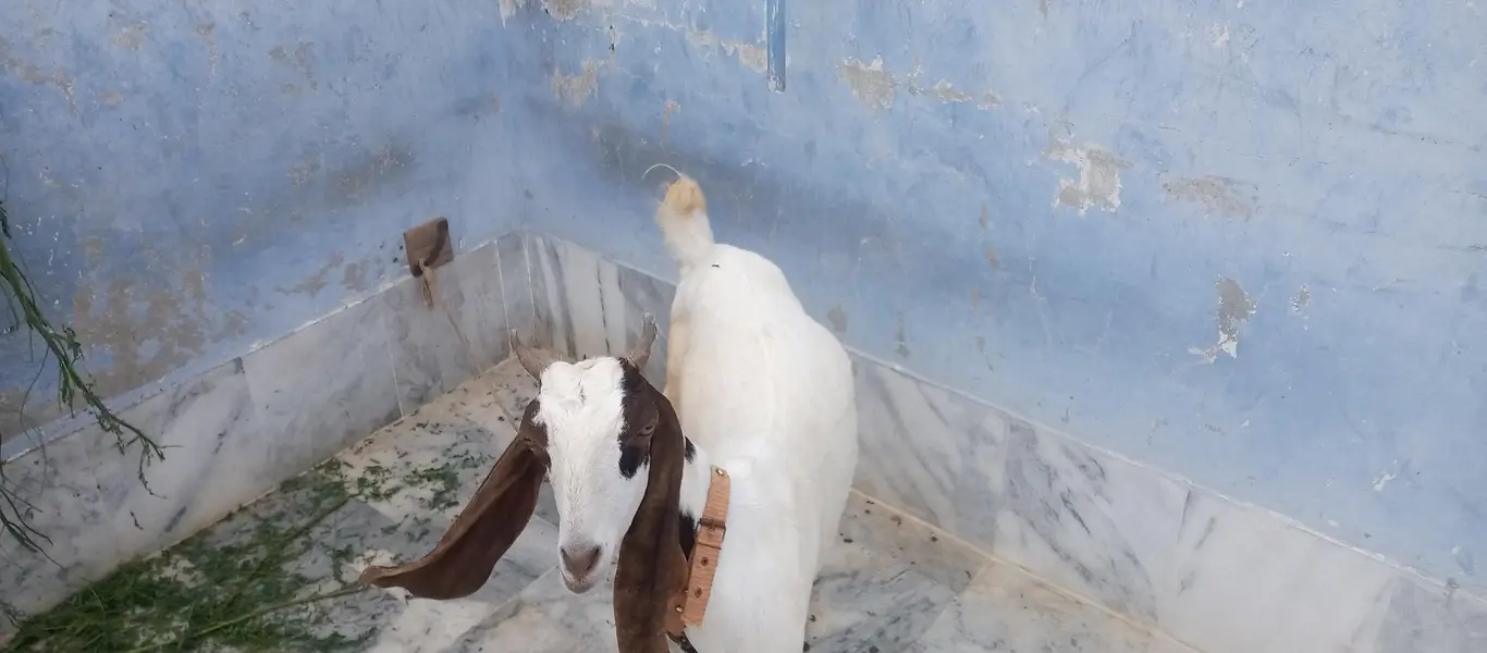 move on 4 teath female goat 2.5 month pragnant — photo 3