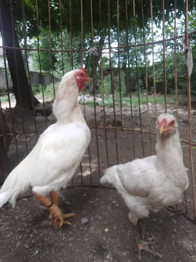 Beautiful White Chicken Pair | Healthy & Active | For Sale