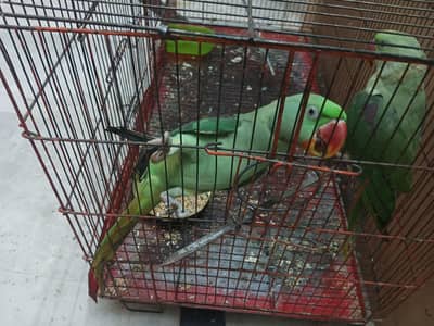Raw kashmiri parrot