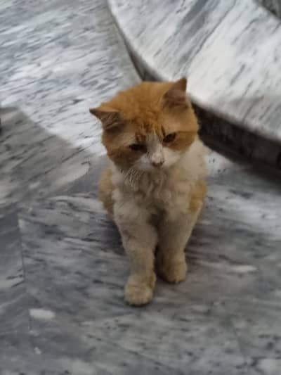persion cat