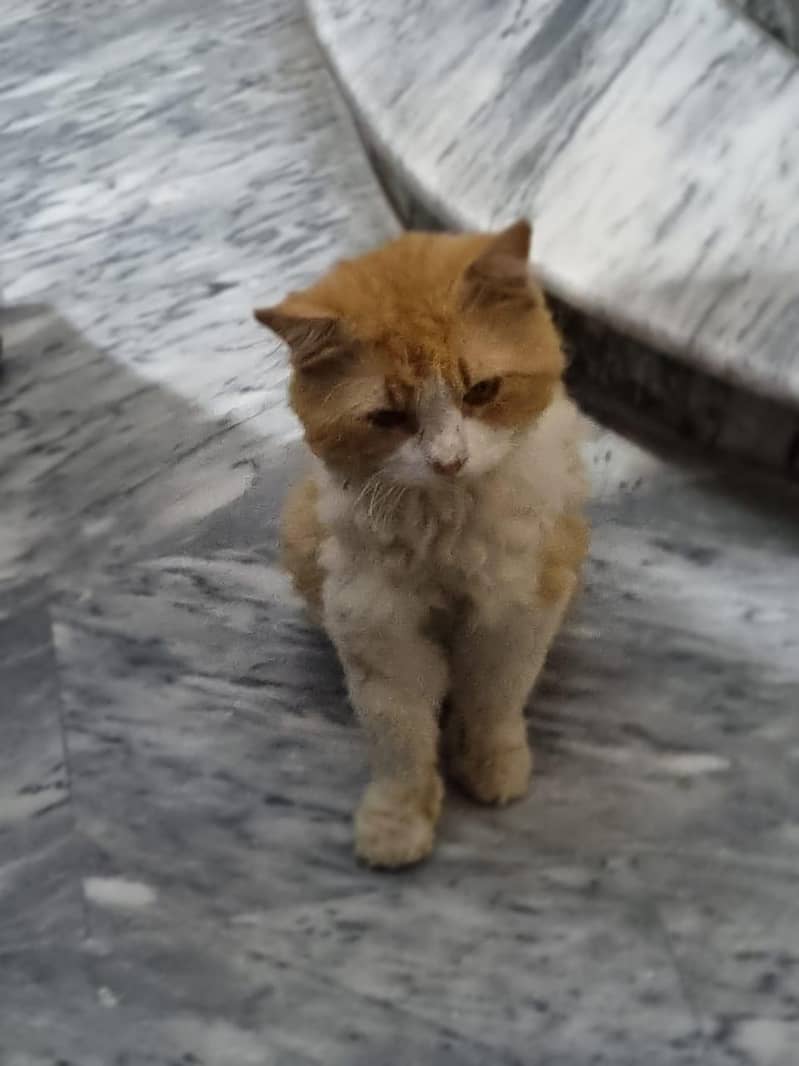 persion cat 0