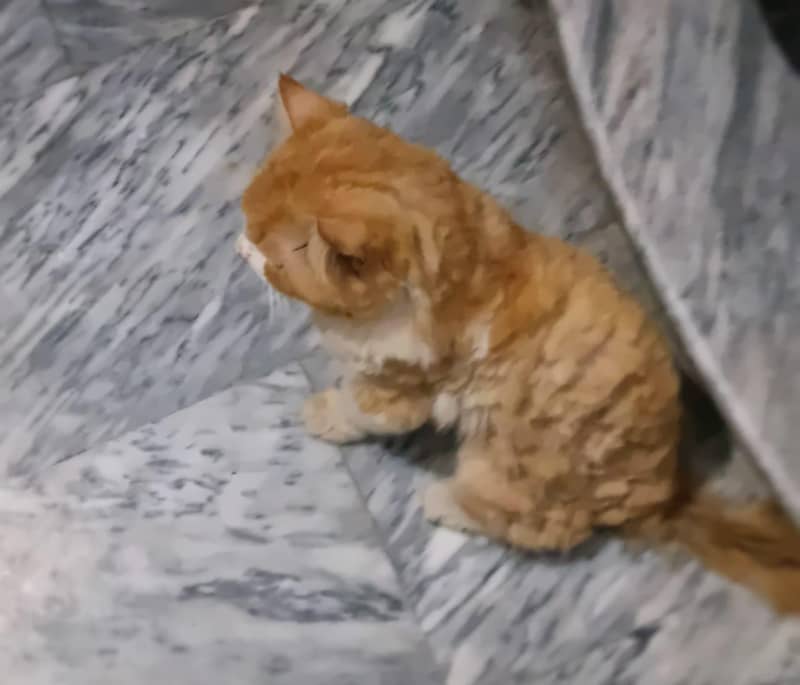 persion cat 1