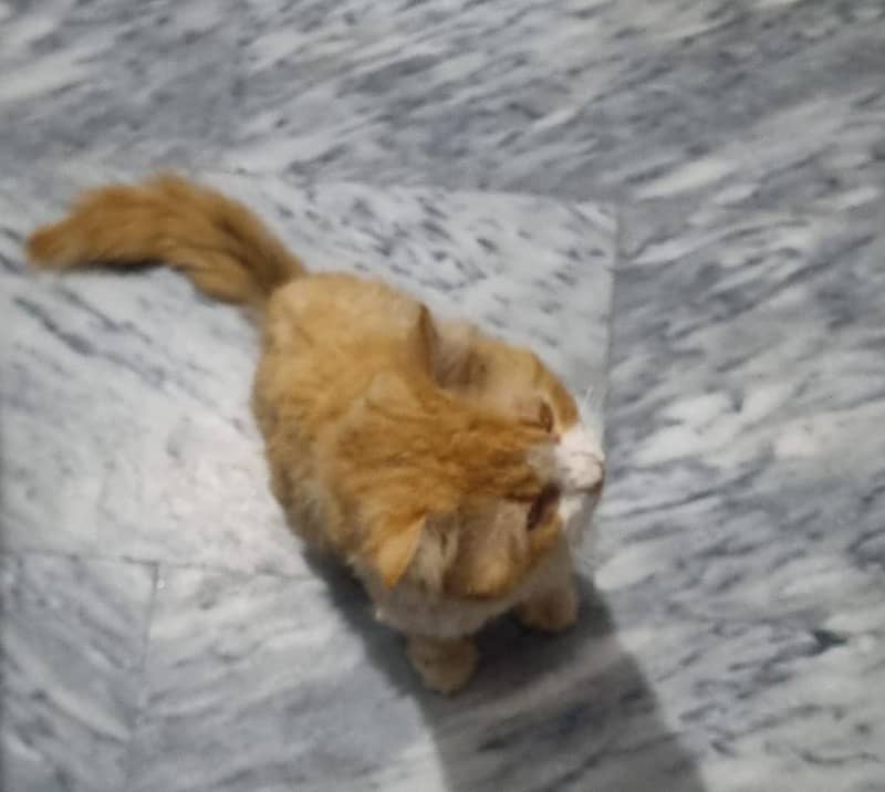 persion cat 2
