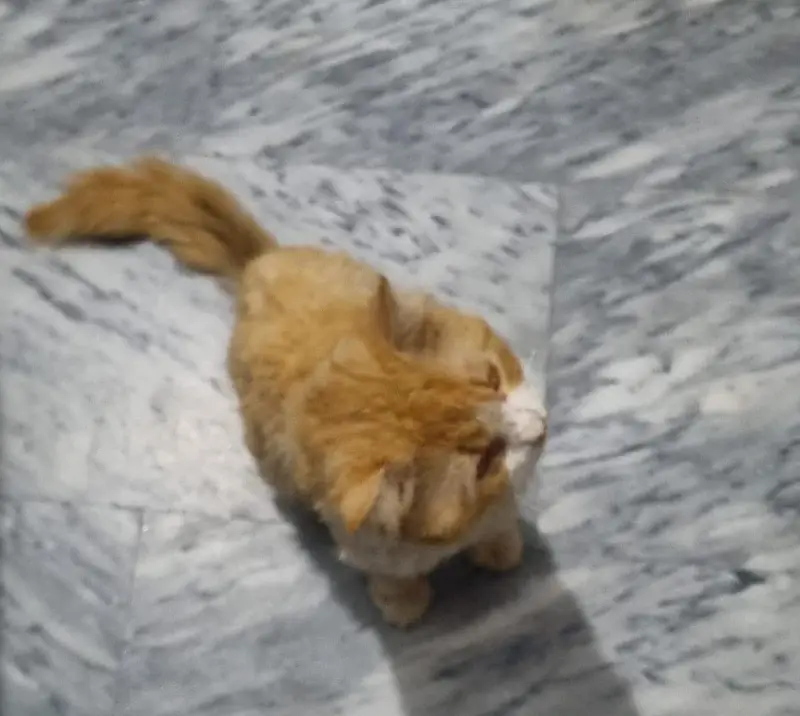 persion cat — photo 3