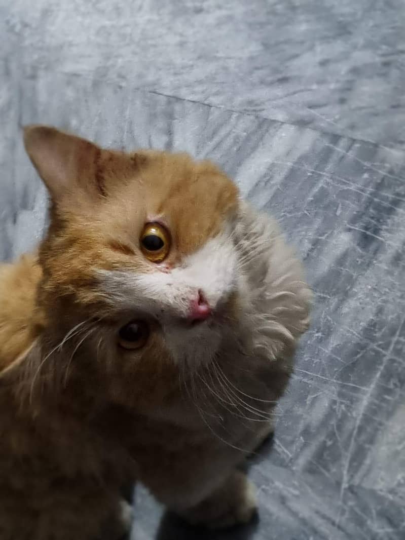 persion cat 3