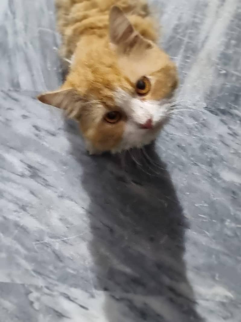 persion cat 4
