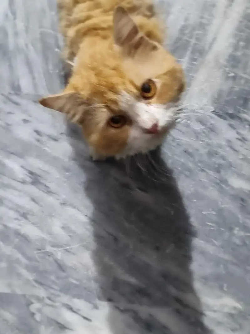 persion cat — photo 5