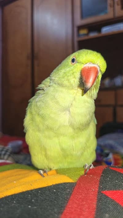 Mithu pair