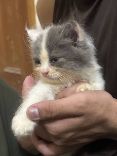2 Female kittens long coat persian