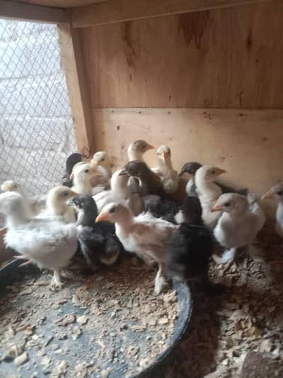 BANTAM CHICKS PER PC 400