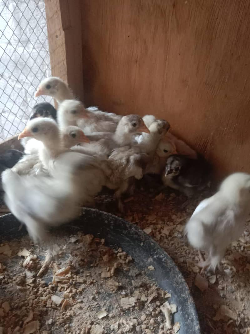 BANTAM CHICKS PER PC 400 1