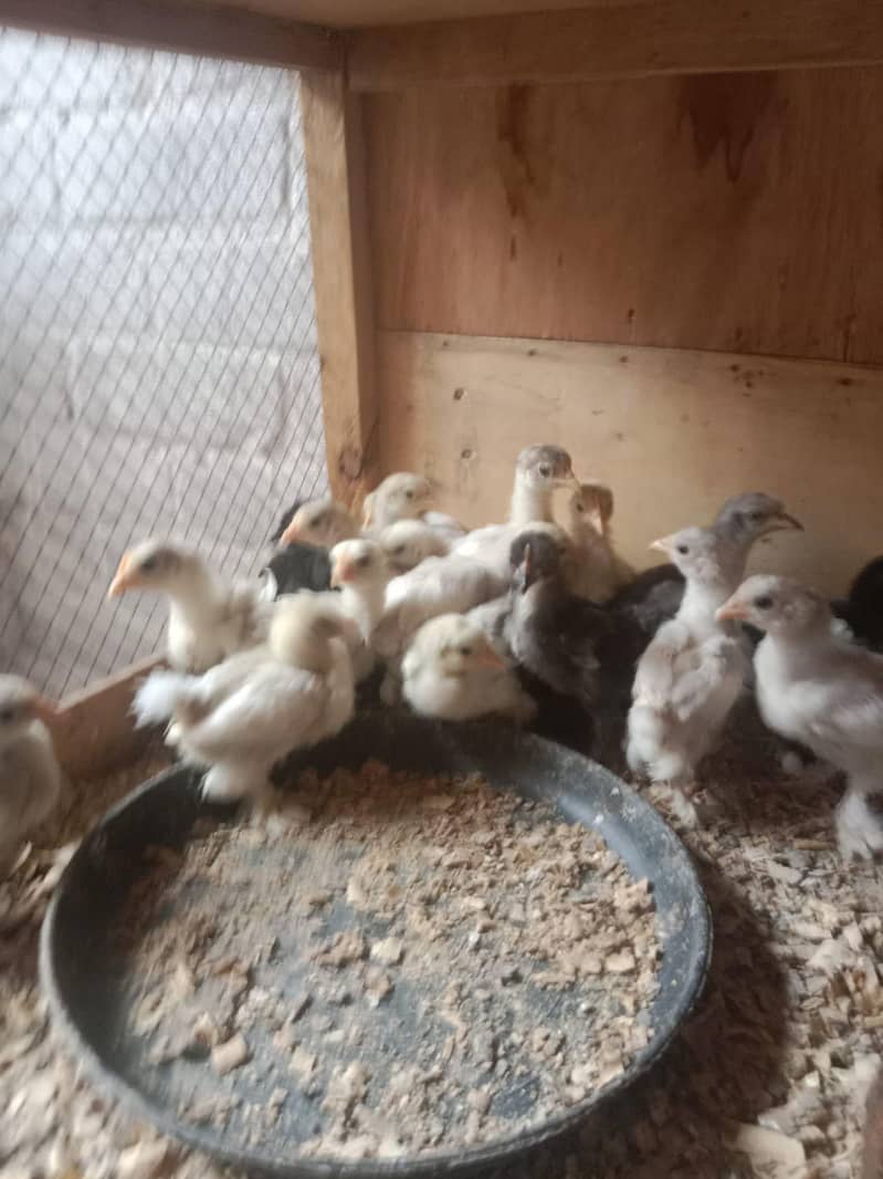BANTAM CHICKS PER PC 400 2