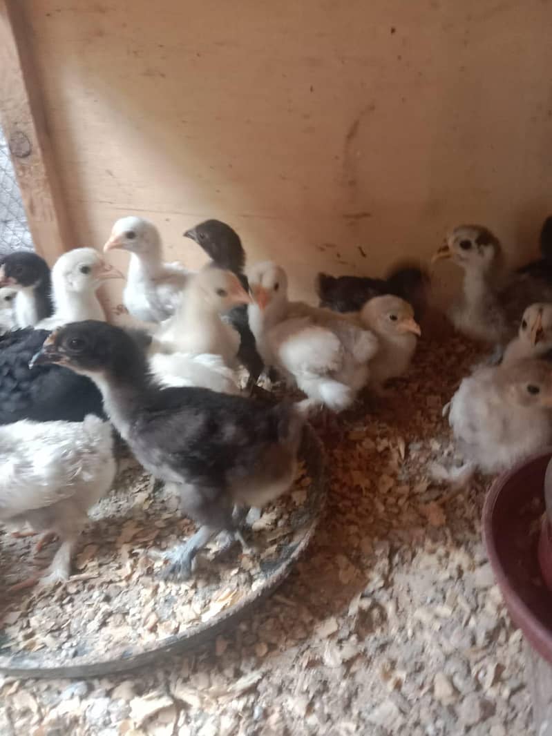 BANTAM CHICKS PER PC 400 3