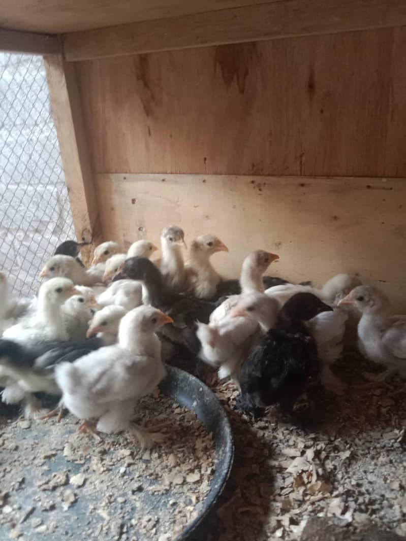 BANTAM CHICKS PER PC 400 4