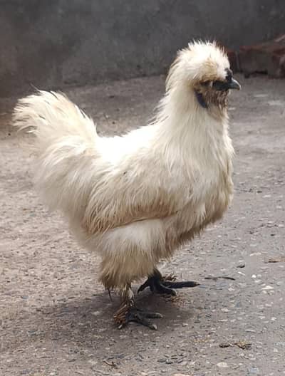 silkie male