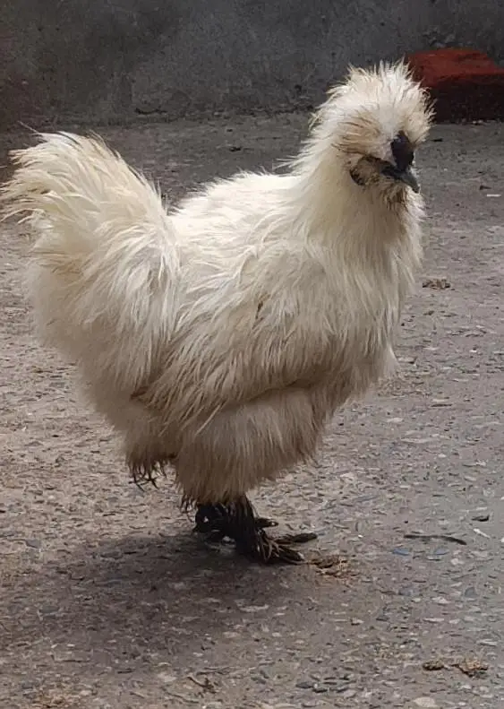 silkie male — photo 2
