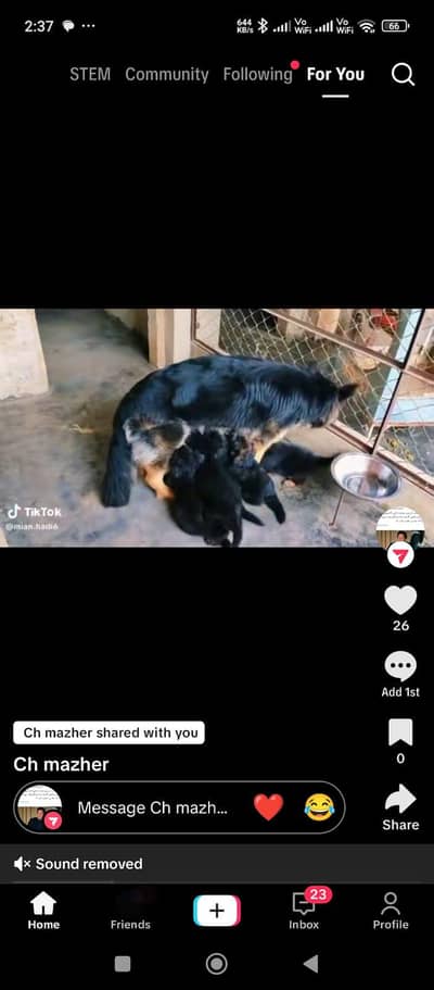 German shepherd