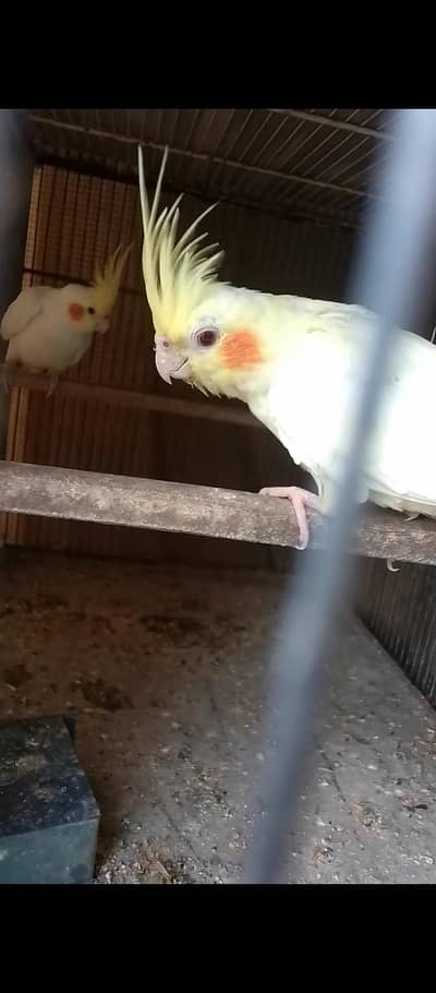 Cocktail Pair