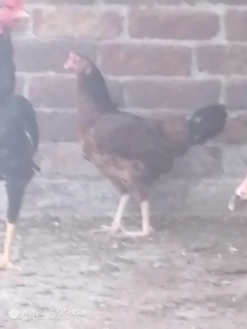 hen pair seal mianwali nasal — photo 2