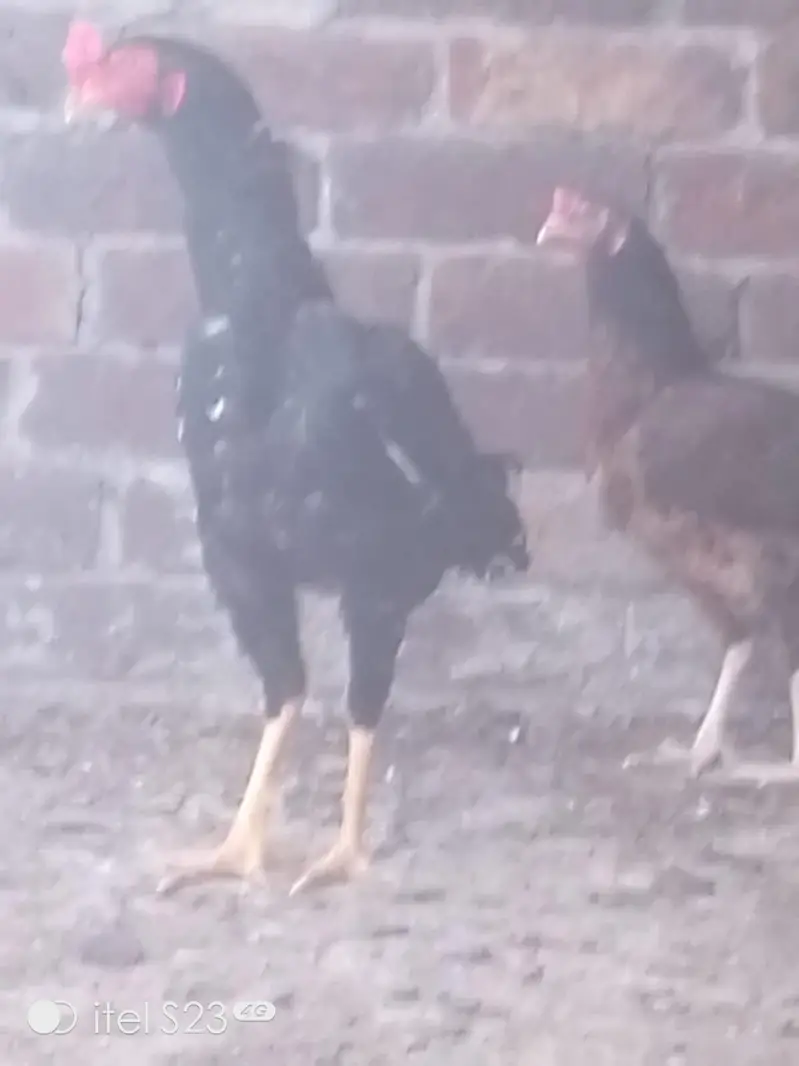 hen pair seal mianwali nasal — photo 3
