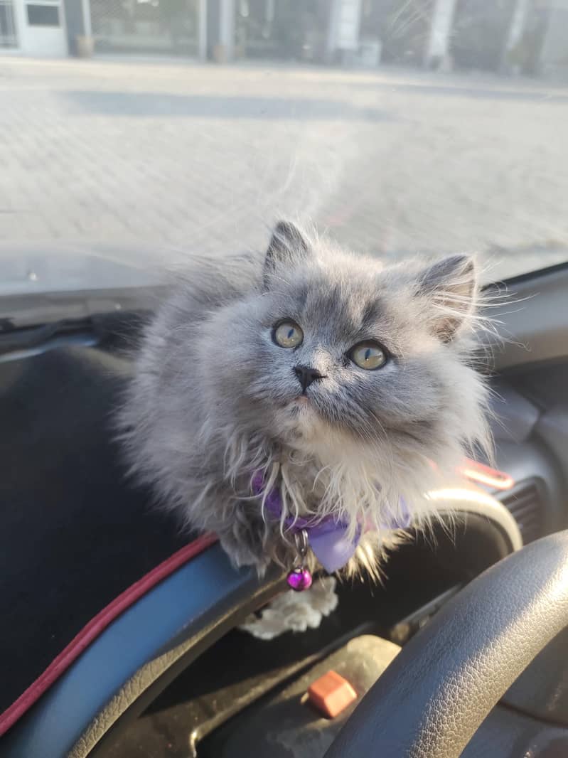 Persian cat 0