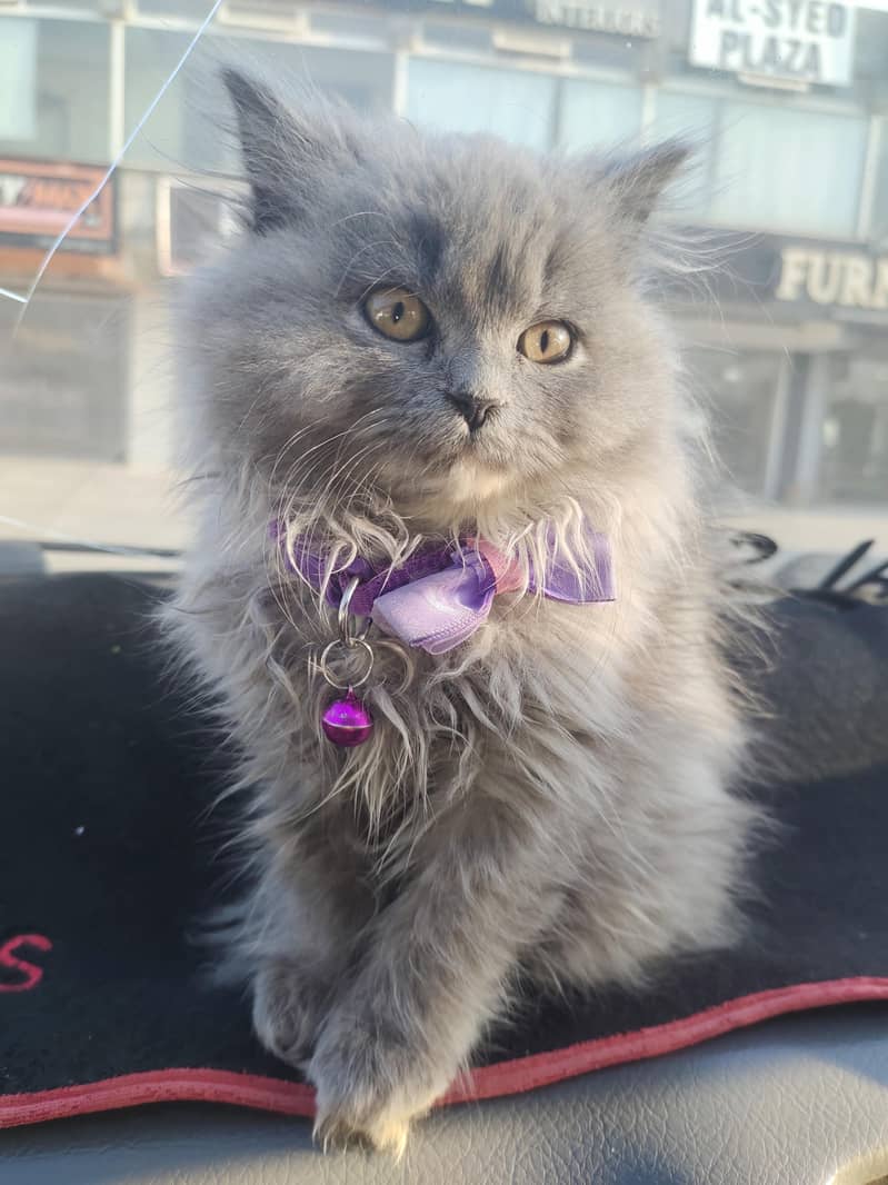 Persian cat 1