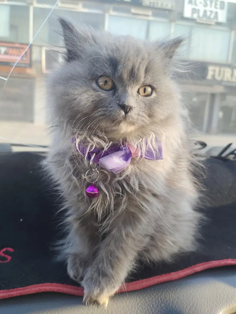 Persian cat — photo 2