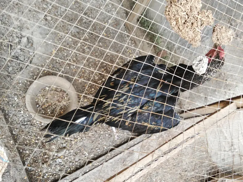 healthy bird — photo 6