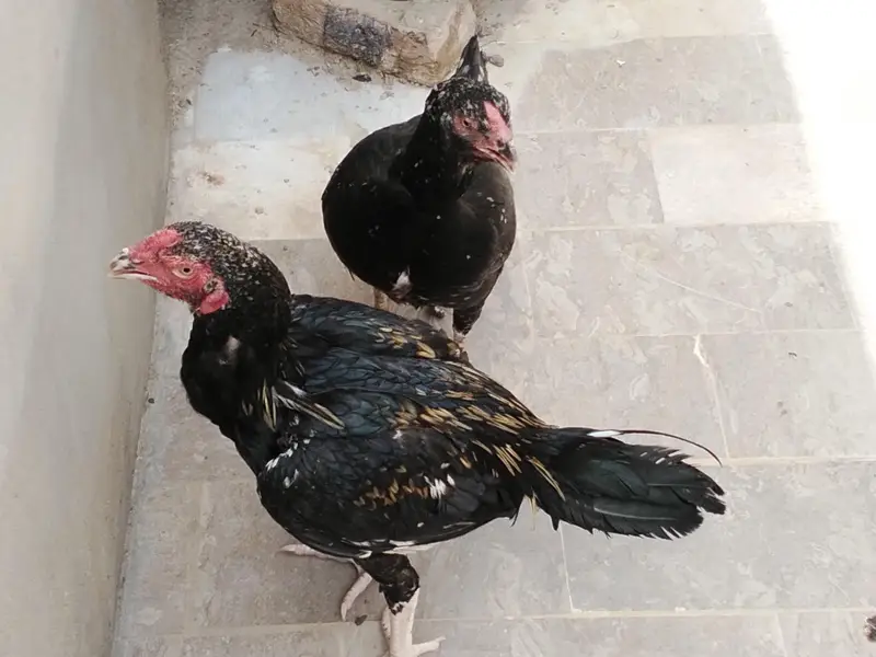 healthy bird — photo 11