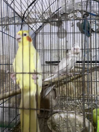 Lutino Cockatiel