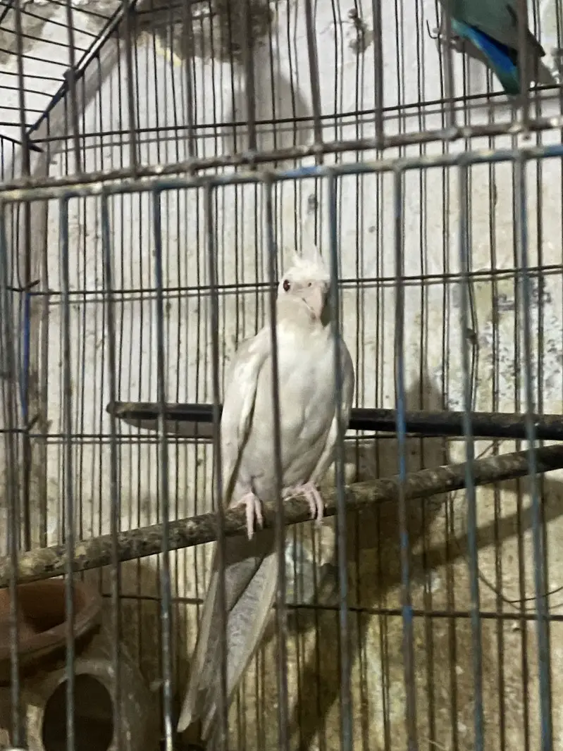 Lutino Cockatiel — photo 2