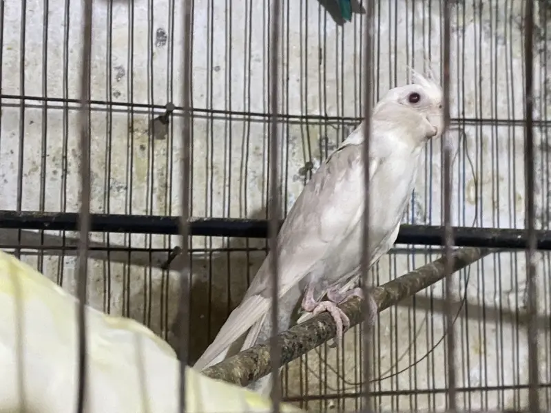 Lutino Cockatiel — photo 3