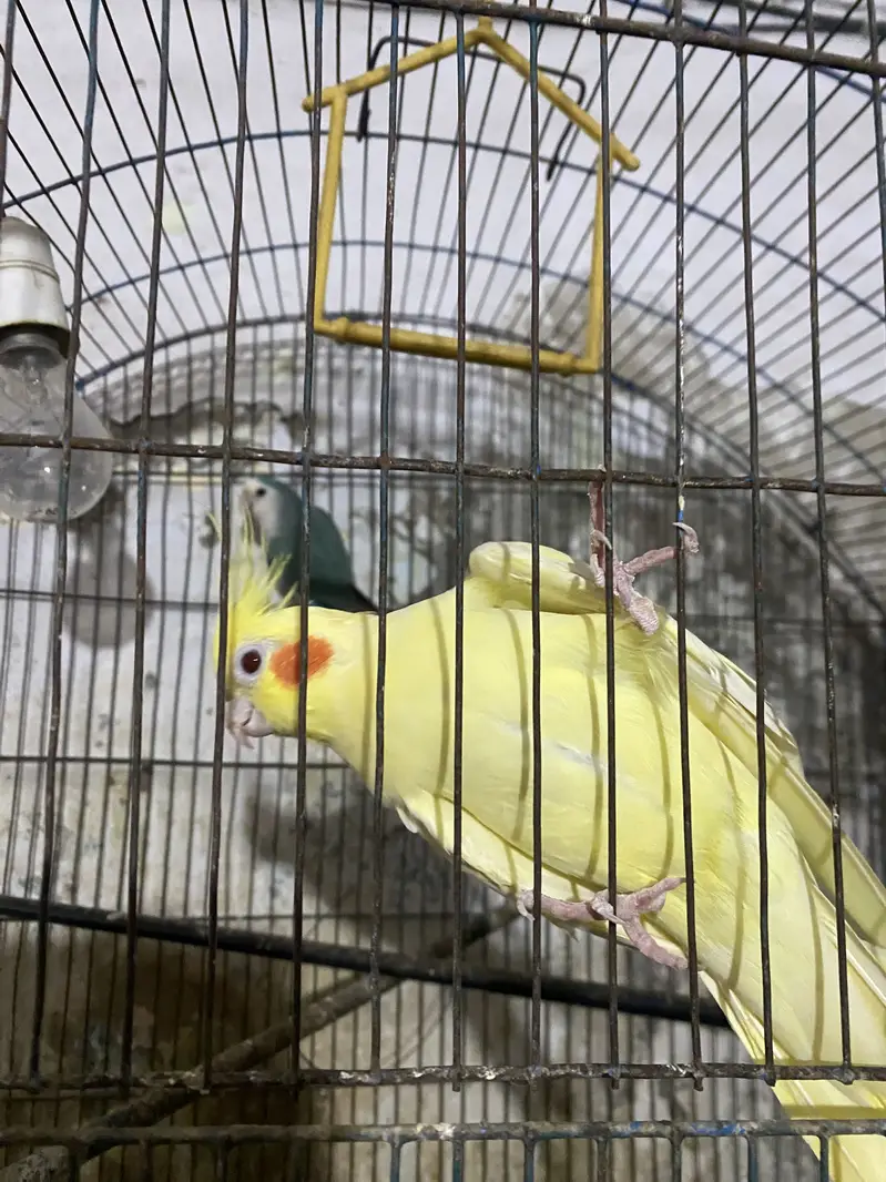 Lutino Cockatiel — photo 4
