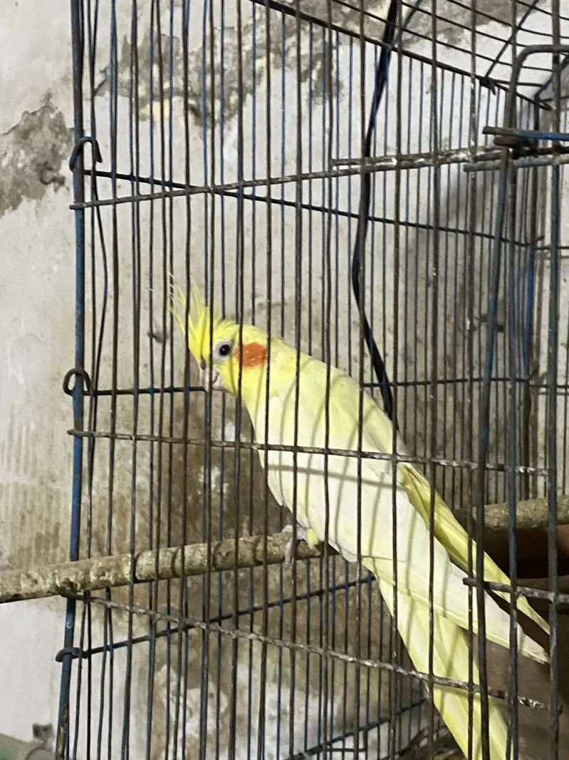 Lutino Cockatiel — photo 5