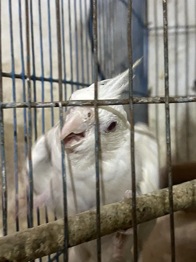 Lutino Cockatiel — photo 6