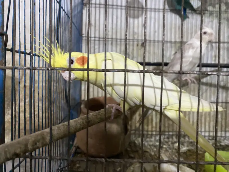 Lutino Cockatiel — photo 7