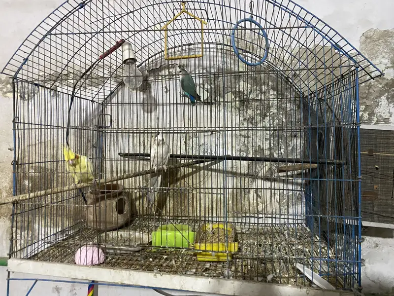 Lutino Cockatiel — photo 8