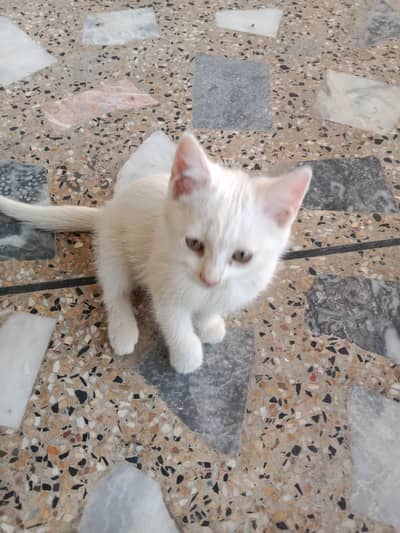 Persian triple coat kittens available