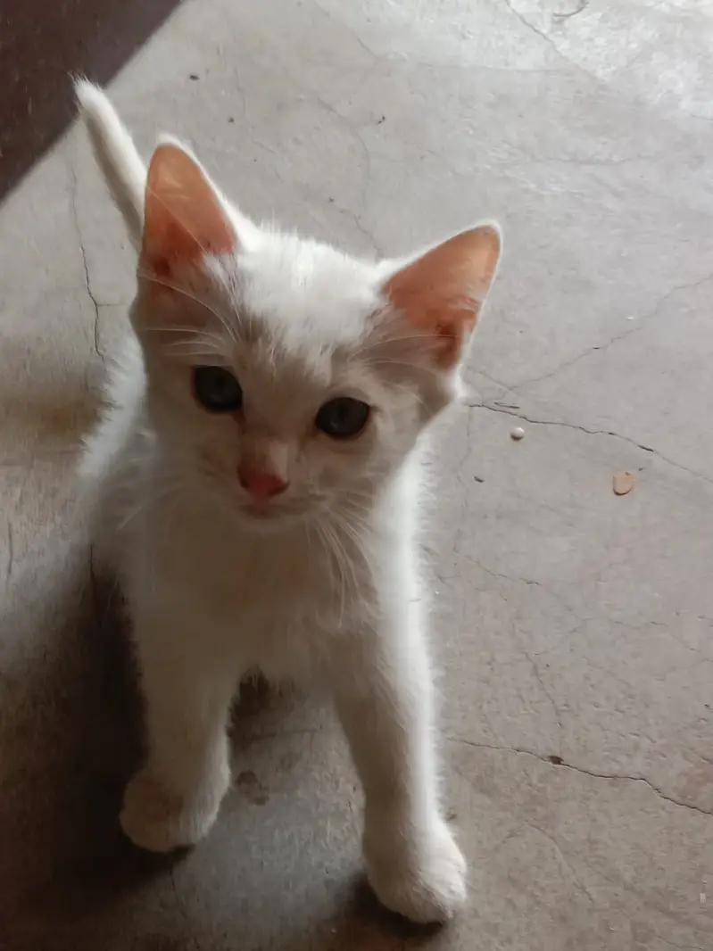 Persian triple coat kittens available — photo 2