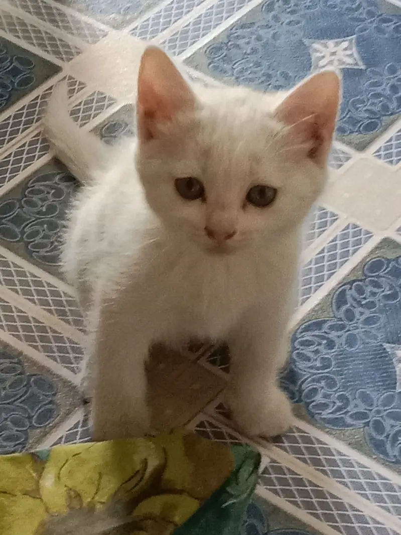 Persian triple coat kittens available — photo 3