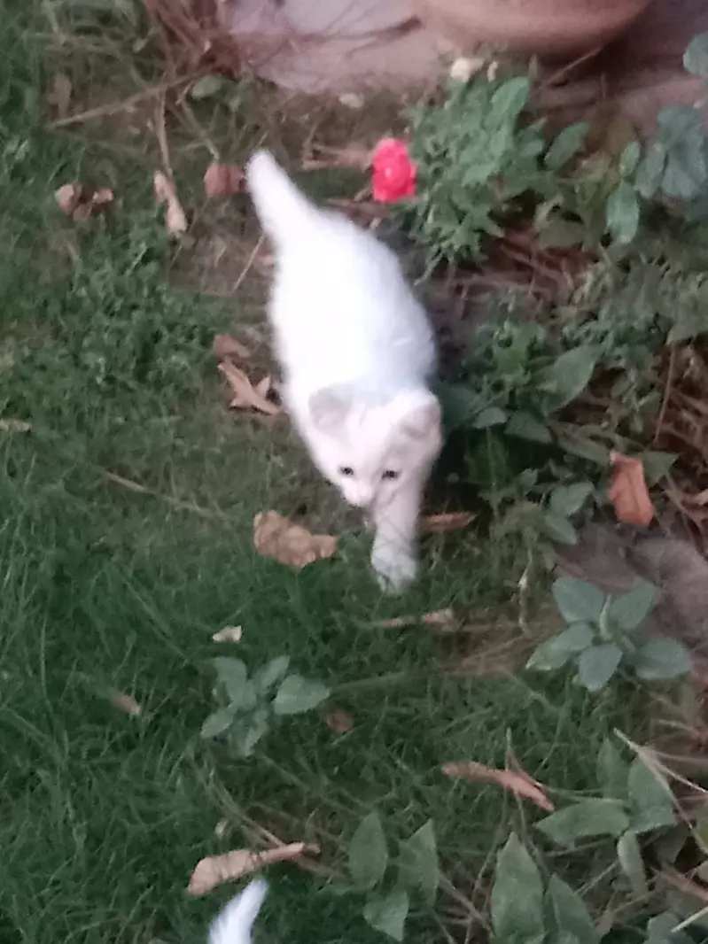 Persian triple coat kittens available — photo 4