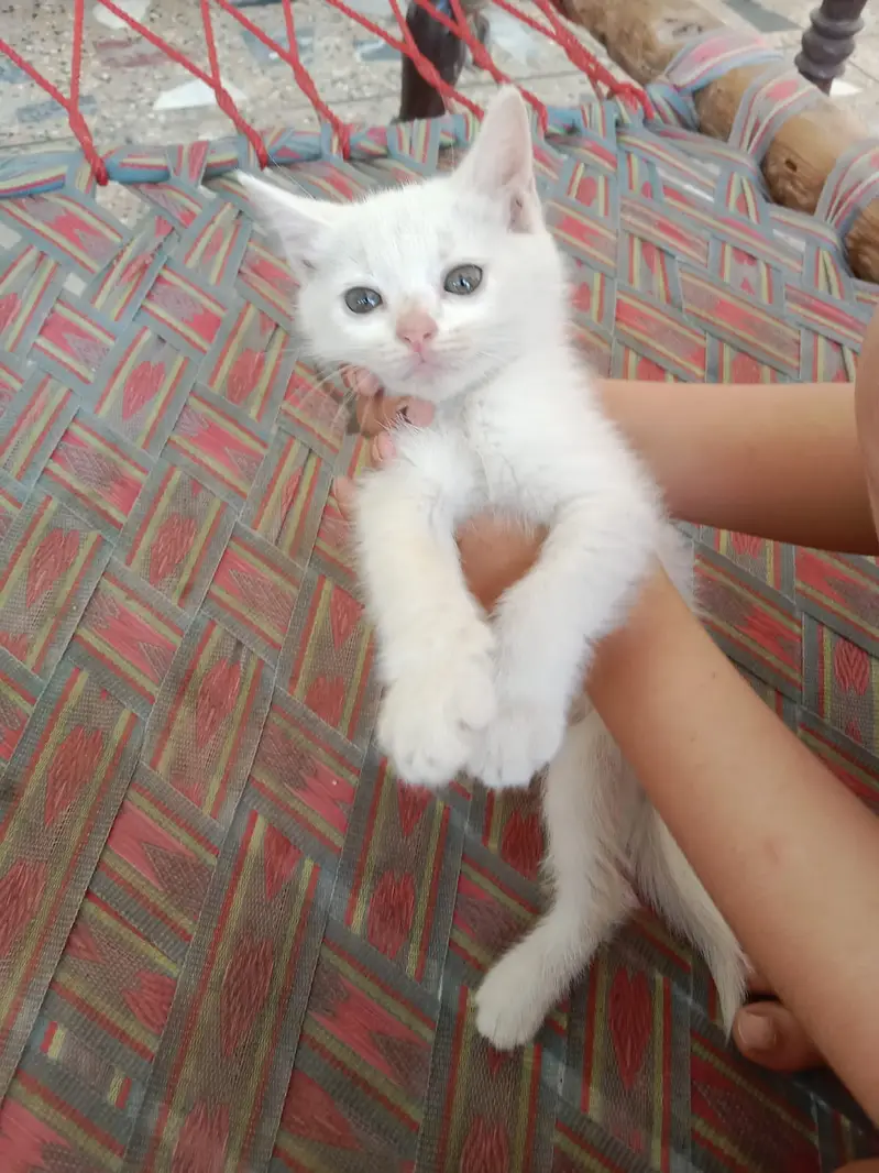 Persian triple coat kittens available — photo 5