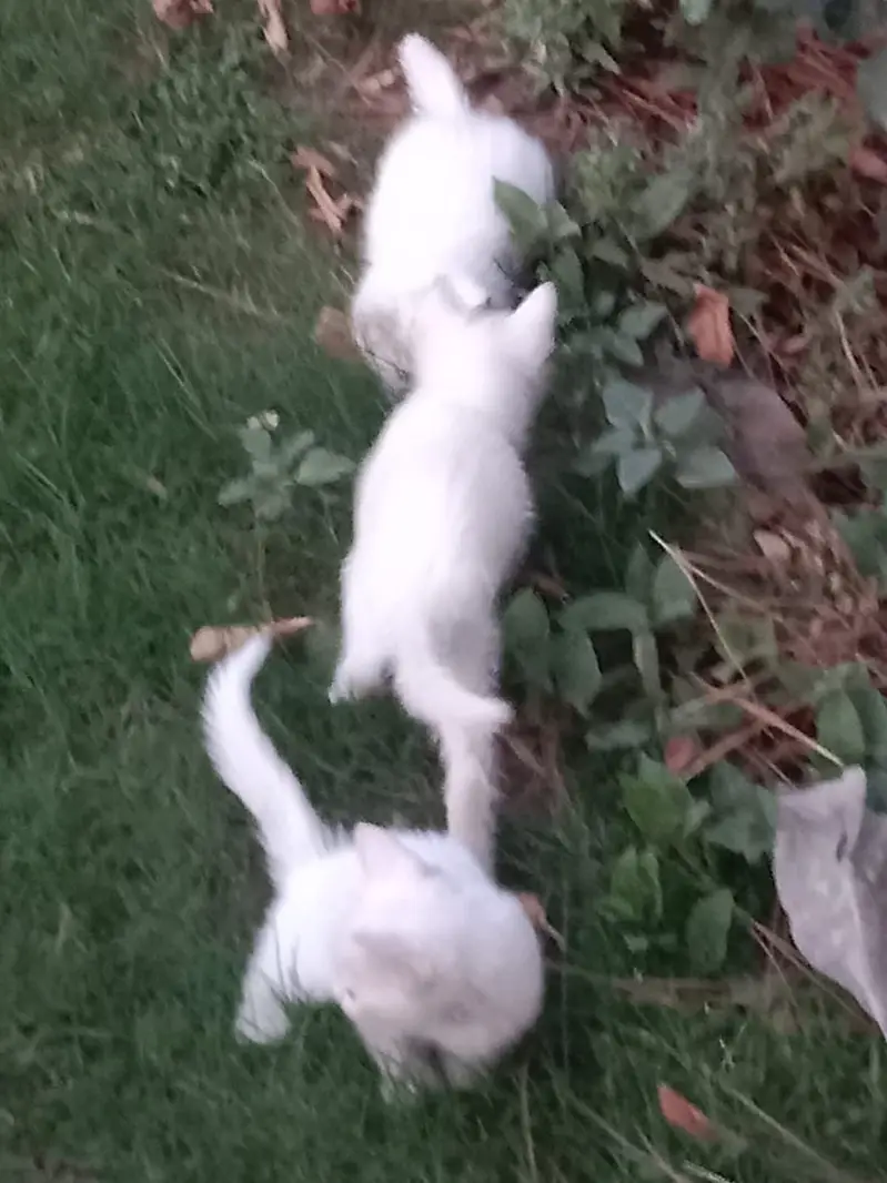 Persian triple coat kittens available — photo 6