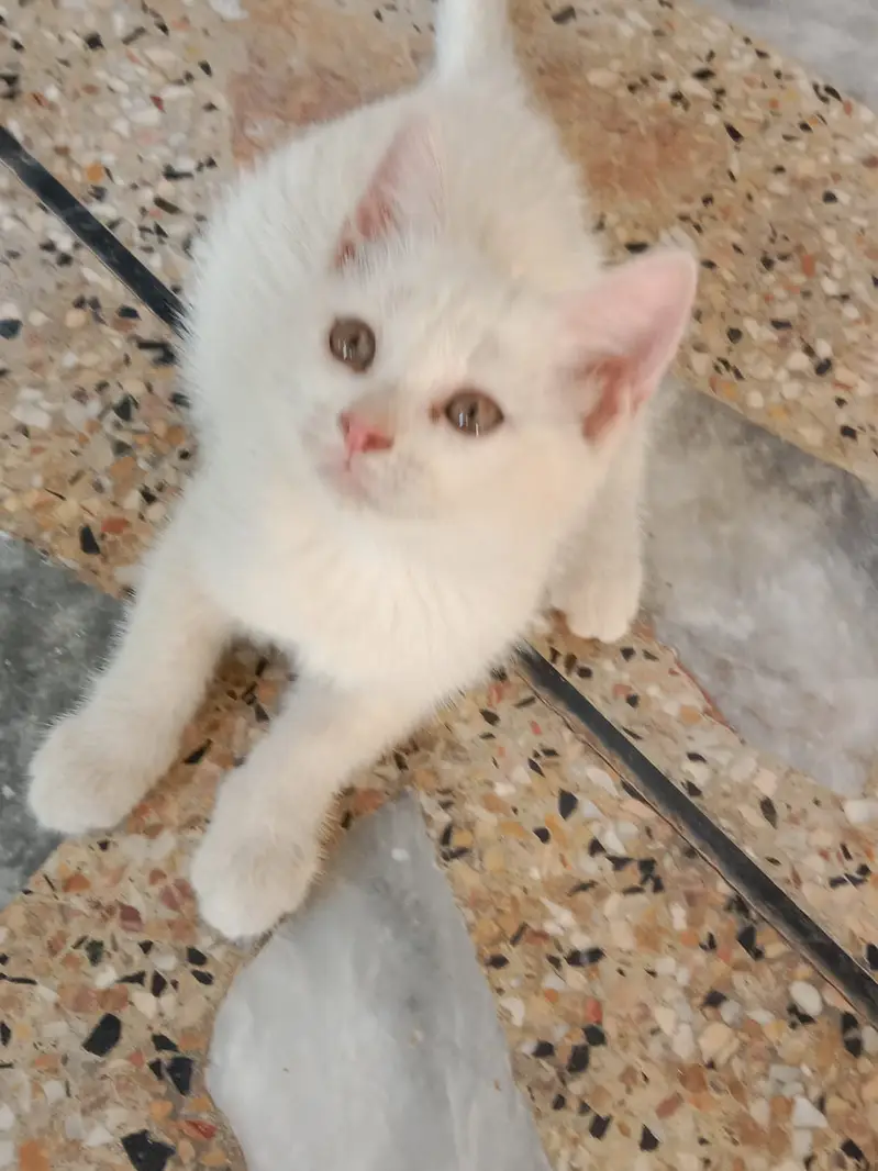 Persian triple coat kittens available — photo 7